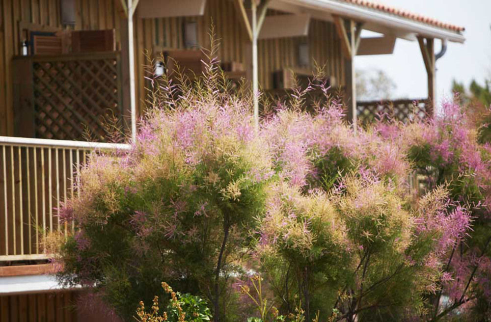 Hotel Des Dunes Lège-Cap-Ferret Eksteriør billede
