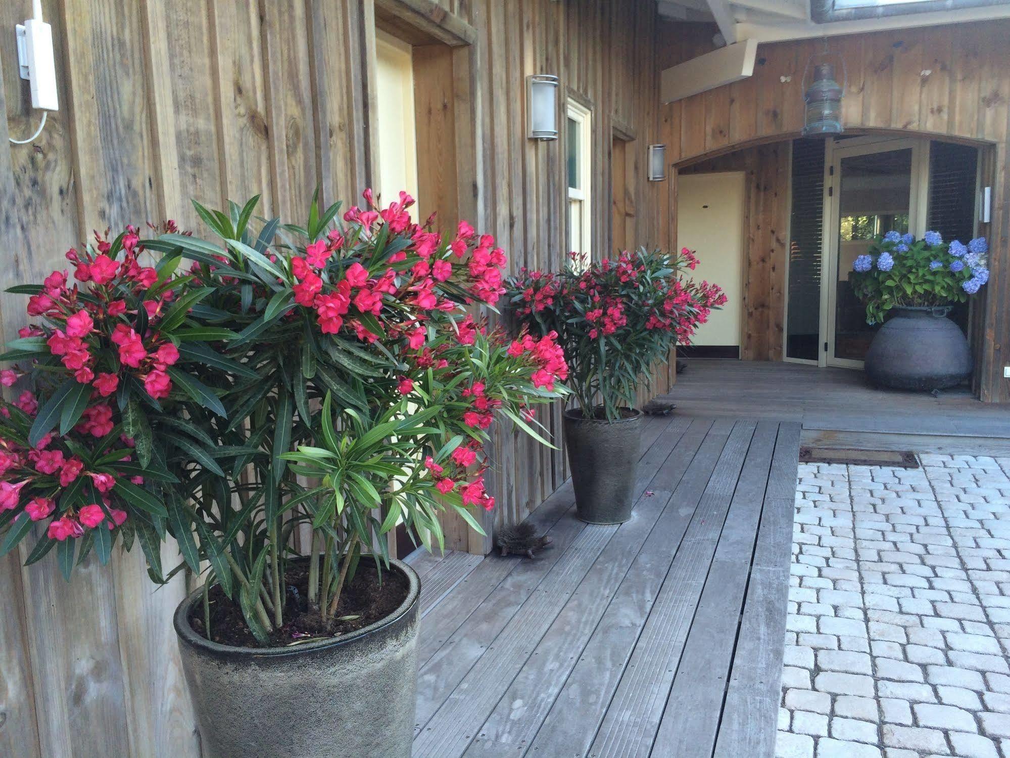 Hotel Des Dunes Lège-Cap-Ferret Eksteriør billede